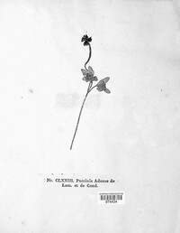 Puccinia adoxae image